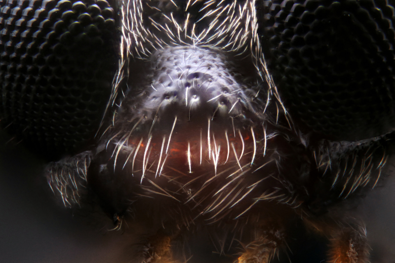 Illustration for article titled I've never seen macroscopic images as incredibly sharp as these ones